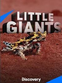 С����ݽ�ɫ